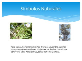 Símbolos Naturales

Roso blanco, Su nombre científico Brownea Leucantha, significa
blancuzco, color de sus flores y hojas tiernas. Se da sobretodo en
Barlovento y Los Valles del Tuy, zonas húmedas y cálidas.

 