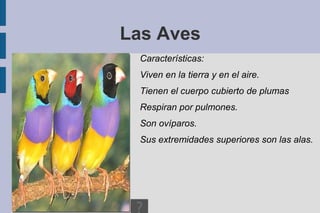 Los animales invertebrados son aquellos que no lo tienen. 