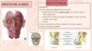 Musulo Procer Presentación Educativa de los Cambios en la Pubertad Ilustrativo ...