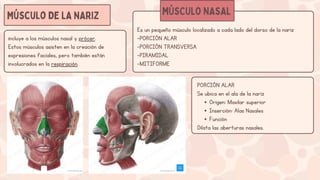 Musulo Procer Presentación Educativa de los Cambios en la Pubertad Ilustrativo ...