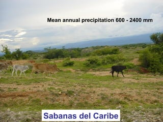 Sabanas del Caribe
Mean annual precipitation 600 - 2400 mm
 
