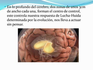 En lo profundo del cerebro, dos zonas de unos 3cm de ancho cada una, forman el centro de control, este controla nuestra respuesta de Lucha-Huida determinada por la evolución, nos lleva a actuar sin pensar. 