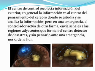 El centro de control recolecta información del exterior, en general la información va al centro del pensamiento del cerebro donde se estudia y se analiza la información; pero en una emergencia, el controlador actúa de otro forma, envía señales a las regiones adyacentes que forman el centro detector de desastres, y sin pensarlo ante una emergencia, nos ordena huir