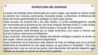 ESTRUCTURA DEL ESOFAGO
La pared del esófago está conformada por cuatro capas, que desde su interior hasta
su exterior son: mucosa, submucosa, muscular propia, y adventicia. A diferencia del
resto del tracto gastrointestinal el esófago no tiene capa serosa.
Capa mucosa: se muestra lisa y de color rosado. La unión esofagogastrica puede
ser reconocida por la presencia de una línea irregular llamada línea Z u oras errata.
A su vez esta consta de: epitelio, lámina propia y muscular de la mucosa.
Capa submucosa: está formada por un tejido conjuntivo, con vasos y nervios que
forman el plexo submucoso de Meissner.
Capa muscular: está situada por debajo del esfínter esofágico superior se divide en
dos capas: interna circular y externa longitudinal.
Capa adventicia: es la estructura más externa de todo el esófago que en la porción
abdominal se transforma en una capa serosa, ya que tiene un mesotelio.” Con esto
podemos decir que es una de las partes más importantes del aparato digestivo pero
también es la parte en donde se desarrolla la gastritis.
 