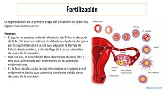 Fertilización
La segmentación es la primera etapa del desarrollo de todos los
organismos multicelulares.
Proceso:
• El zigoto se empieza a dividir alrededor de 24 horas después
de la fertilización y continúa dividiéndose rápidamente (pasa
por la segmentación) a la vez que viaja por la trompa de
Falopio hacia el útero, a donde llega de tres a cuatro días
después de la ovulación.
• Una vez allí, el preembrión flota libremente durante dos o
tres días, alimentado por secreciones de las glándulas
endometriales.
• En la fase de blastocito tardío, el embrión se implanta en el
endometrio, hecho que comienza alrededor del día siete
después de la ovulación.
 