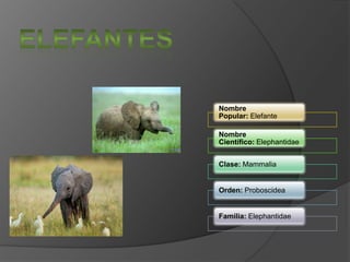 Nombre
Popular: Elefante
Nombre
Científico: Elephantidae
Clase: Mammalia
Orden: Proboscidea
Familia: Elephantidae
 