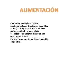 Cuando están en plena fase de
crecimiento, los gatitos toman 3 comidas
al día y al cumplir los 6 meses de edad,
reducen a sólo 2 comidas al día.
Los gatos no se adaptan a realizar una
sola comida por día.
Por eso tienen que tener siempre comida
disponible.

 