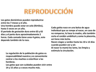 Los gatos domésticos pueden reproducirse
entre los 7 meses y el año.
Una hembra puede estar en celo (fértiles),
hasta 5 veces en un año.
El período de gestación dura entre 63 y 65
días y el parto dura aproximadamente 2
horas. Cada camada tiene unos 4 gatos, esto
depende también de la raza.

Cada gatito nace en una bolsa de agua
individual que se rompe al nacer, en caso de
no romperse, lo hace la madre, ella también
corta el cordón umbilical y come la placenta,
así tiene más leche.
Nacen ciegos y sordos hasta los 10 a 12 días
cuando pueden ver y oír.
Al nacer la mamá los lame, los limpia y
estimula la circulación.

La regulación de la población de gatos es
responsabilidad nuestra y es conveniente
castrar a los machos o esterilizar a las
hembras.
Los gatos que son cuidados pueden vivir entre
14 y 15 años y a veces mucho más.

 