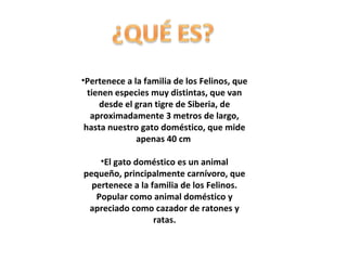 •Pertenece a la familia de los Felinos, que
tienen especies muy distintas, que van
desde el gran tigre de Siberia, de
aproximadamente 3 metros de largo,
hasta nuestro gato doméstico, que mide
apenas 40 cm
•El gato doméstico es un animal
pequeño, principalmente carnívoro, que
pertenece a la familia de los Felinos.
Popular como animal doméstico y
apreciado como cazador de ratones y
ratas.

 