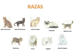 Gato americano

Gato de Birmania

Chartreux

Gato Europeo

Persa

Himalayo

Ragdoll

Mainee coon

Gato de Angora

 