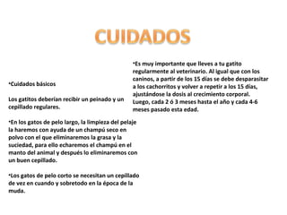 •Cuidados básicos
Los gatitos deberían recibir un peinado y un
cepillado regulares.

•Es muy importante que lleves a tu gatito
regularmente al veterinario. Al igual que con los
caninos, a partir de los 15 días se debe desparasitar
a los cachorritos y volver a repetir a los 15 días,
ajustándose la dosis al crecimiento corporal.
Luego, cada 2 ó 3 meses hasta el año y cada 4-6
meses pasado esta edad.

•En los gatos de pelo largo, la limpieza del pelaje
la haremos con ayuda de un champú seco en
polvo con el que eliminaremos la grasa y la
suciedad, para ello echaremos el champú en el
manto del animal y después lo eliminaremos con
un buen cepillado.
•Los gatos de pelo corto se necesitan un cepillado
de vez en cuando y sobretodo en la época de la
muda.

 