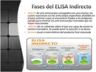 • Adición de anti-anticuerpos conjugados con una enzima, los
  cuales reaccionan con los anticuerpos específicos añadidos en
  el paso anterior y que se encuentran fijados a los antígenos.
  Lavado para eliminar los anti-anticuerpos marcados que no
  hayan reaccionado.
• Adición de un substrato sobre el que sea capaz de actuar la
  enzima marcadora. Se puede parar la reacción si se desea.
• Lectura visual o colorimétrica del producto final coloreado
 
