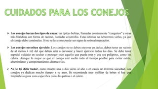 Presentacion el mundo de los conejos | PPTX