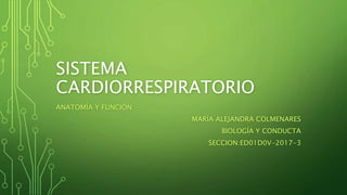SISTEMA
CARDIORRESPIRATORIO
ANATOMÍA Y FUNCIÓN
MARÍA ALEJANDRA COLMENARES
BIOLOGÍA Y CONDUCTA
SECCION:ED01D0V-2017-3
 