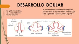 Neuroectodermo Embriología e Histología del Ojo: Desarrollo y Malformaciones Oculares ...