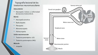 Topografía lesional de los
trastornos neuromusculares
Asta anterior
• Neuropatía motora o enfermedad
de neurona motora (ELA).
Nervio
• Neuropatía sensitiva
• Radiculopatía
• Plexopatía
• Mononeuropatía
• Polineuropatía
Unión neuromuscular
• Trastorno presináptico (LE)
• Trastorno postsináptico (MG)
Músculo
• miopatía
 