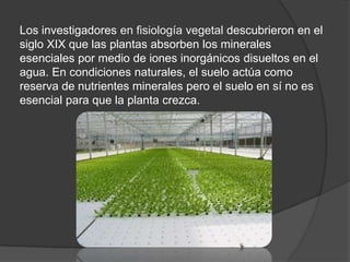 Los investigadores en fisiología vegetal descubrieron en el
siglo XIX que las plantas absorben los minerales
esenciales por medio de iones inorgánicos disueltos en el
agua. En condiciones naturales, el suelo actúa como
reserva de nutrientes minerales pero el suelo en sí no es
esencial para que la planta crezca.