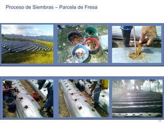 Encadenamientos Productivos con Pequeños Productores de Fruta (Alpina)