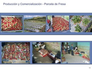 Encadenamientos Productivos con Pequeños Productores de Fruta (Alpina)