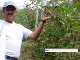 Encadenamientos Productivos con Pequeños Productores de Fruta (Alpina)