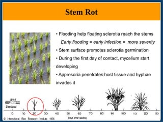 GWAS of Resistance to Stem and Sheath Diseases of Uruguayan Advanced Rice Breeding Germplasm