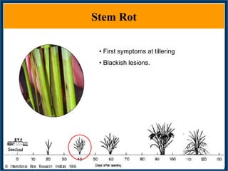 GWAS of Resistance to Stem and Sheath Diseases of Uruguayan Advanced Rice Breeding Germplasm