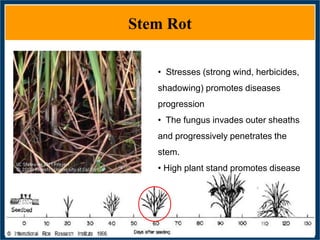 GWAS of Resistance to Stem and Sheath Diseases of Uruguayan Advanced Rice Breeding Germplasm