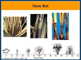 GWAS of Resistance to Stem and Sheath Diseases of Uruguayan Advanced Rice Breeding Germplasm
