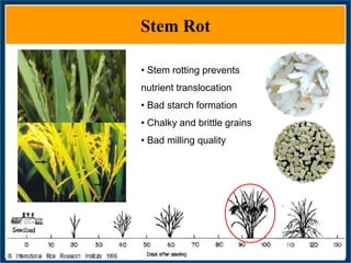 GWAS of Resistance to Stem and Sheath Diseases of Uruguayan Advanced Rice Breeding Germplasm
