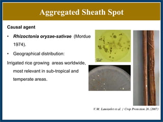 GWAS of Resistance to Stem and Sheath Diseases of Uruguayan Advanced Rice Breeding Germplasm