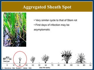 GWAS of Resistance to Stem and Sheath Diseases of Uruguayan Advanced Rice Breeding Germplasm