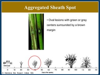 GWAS of Resistance to Stem and Sheath Diseases of Uruguayan Advanced Rice Breeding Germplasm