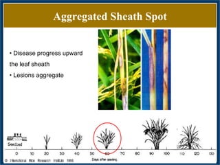 GWAS of Resistance to Stem and Sheath Diseases of Uruguayan Advanced Rice Breeding Germplasm