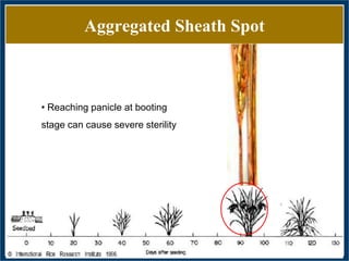GWAS of Resistance to Stem and Sheath Diseases of Uruguayan Advanced Rice Breeding Germplasm