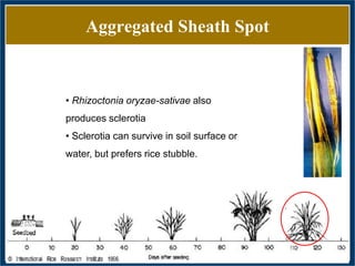GWAS of Resistance to Stem and Sheath Diseases of Uruguayan Advanced Rice Breeding Germplasm