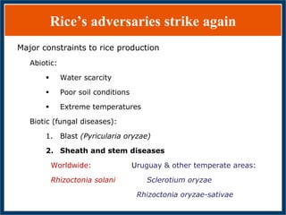GWAS of Resistance to Stem and Sheath Diseases of Uruguayan Advanced Rice Breeding Germplasm