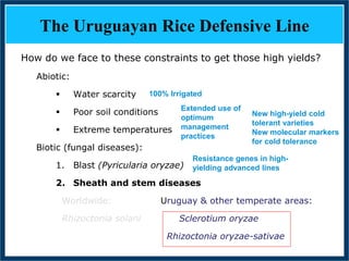 GWAS of Resistance to Stem and Sheath Diseases of Uruguayan Advanced Rice Breeding Germplasm