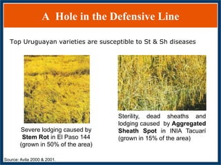 GWAS of Resistance to Stem and Sheath Diseases of Uruguayan Advanced Rice Breeding Germplasm