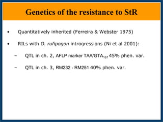 GWAS of Resistance to Stem and Sheath Diseases of Uruguayan Advanced Rice Breeding Germplasm