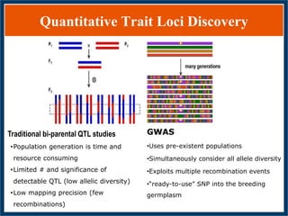 GWAS of Resistance to Stem and Sheath Diseases of Uruguayan Advanced Rice Breeding Germplasm