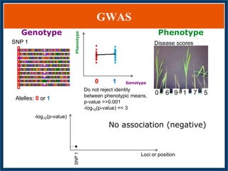 GWAS of Resistance to Stem and Sheath Diseases of Uruguayan Advanced Rice Breeding Germplasm
