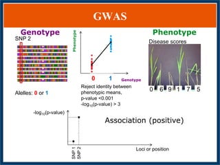 GWAS of Resistance to Stem and Sheath Diseases of Uruguayan Advanced Rice Breeding Germplasm