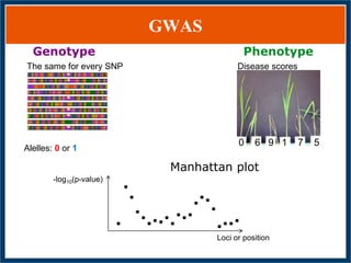 GWAS of Resistance to Stem and Sheath Diseases of Uruguayan Advanced Rice Breeding Germplasm