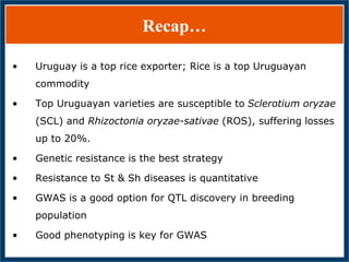 GWAS of Resistance to Stem and Sheath Diseases of Uruguayan Advanced Rice Breeding Germplasm