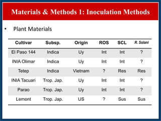 GWAS of Resistance to Stem and Sheath Diseases of Uruguayan Advanced Rice Breeding Germplasm