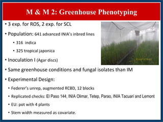 GWAS of Resistance to Stem and Sheath Diseases of Uruguayan Advanced Rice Breeding Germplasm