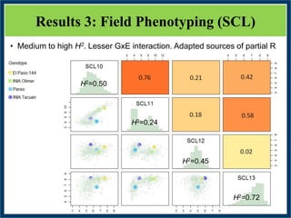 GWAS of Resistance to Stem and Sheath Diseases of Uruguayan Advanced Rice Breeding Germplasm