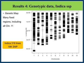 GWAS of Resistance to Stem and Sheath Diseases of Uruguayan Advanced Rice Breeding Germplasm