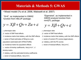 GWAS of Resistance to Stem and Sheath Diseases of Uruguayan Advanced Rice Breeding Germplasm
