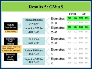 GWAS of Resistance to Stem and Sheath Diseases of Uruguayan Advanced Rice Breeding Germplasm
